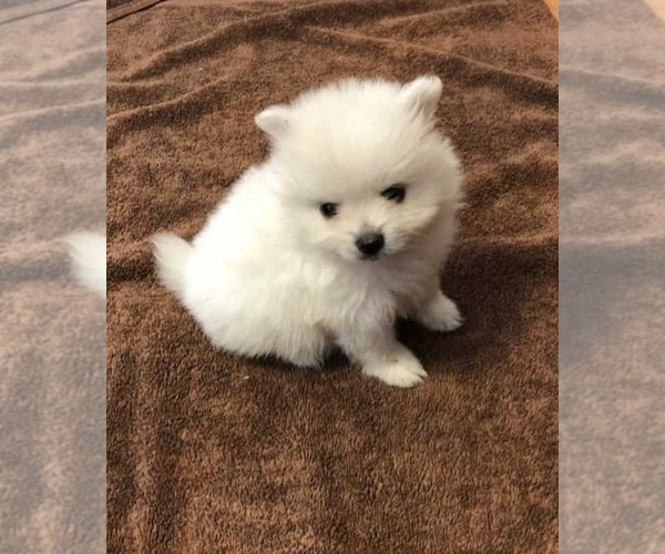 Medium Photo #1 Pomeranian Puppy For Sale in NORWALK, OH, USA