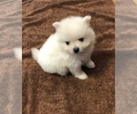 Small Photo #1 Pomeranian Puppy For Sale in NORWALK, OH, USA