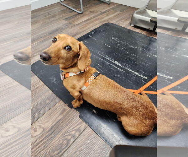 Medium Photo #5 Dachshund Puppy For Sale in Shelbyville, TN, USA