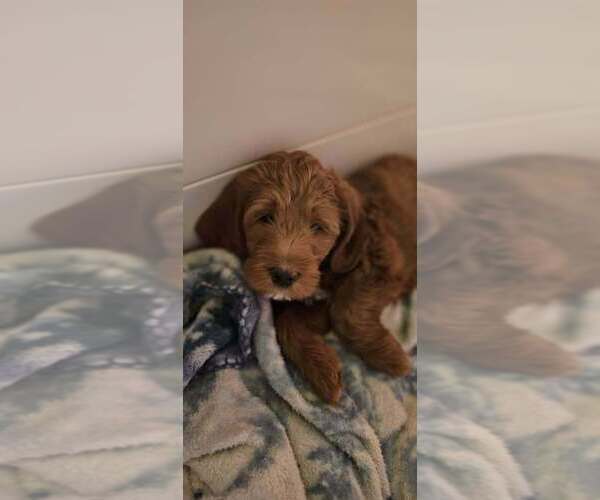 Medium Photo #2 Labradoodle mix (+ Poodle Standard) Puppy For Sale in WASILLA, AK, USA