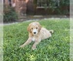 Small Photo #1 Goldendoodle Puppy For Sale in GARLAND, TX, USA