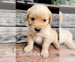 Small Photo #1 Golden Retriever Puppy For Sale in CHINO HILLS, CA, USA