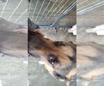 Small #50 German Shepherd Dog