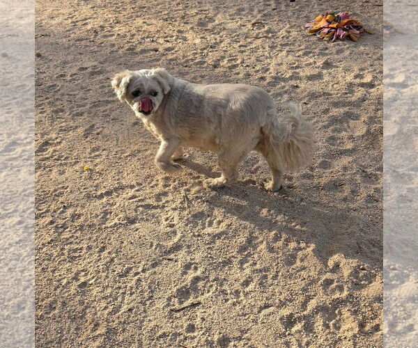 Medium Photo #4 Lhasa Apso Puppy For Sale in Las Vegas, NV, USA