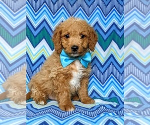 Goldendoodle Puppy for sale in OXFORD, PA, USA