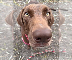 Labrador Retriever-Unknown Mix Dogs for adoption in Elmsford, NY, USA