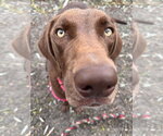 Bentley available 10/2 - Male Labrador Retriever-Unknown Mix Dog for Adoption - Small photo
