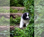 Small Photo #11 Newfoundland Puppy For Sale in MADISON, WI, USA