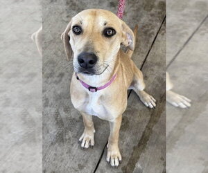 Honey - Female Labrador Retriever-Unknown Mix Dog for Adoption - Photo #6