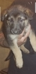 Small Photo #2 German Shepherd Dog Puppy For Sale in BRECKENRIDGE HILLS, MO, USA