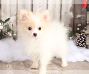 Pomeranian Puppy for sale in MOUNT VERNON, OH, USA