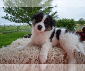 English Shepherd Puppy for sale in HONEY BROOK, PA, USA