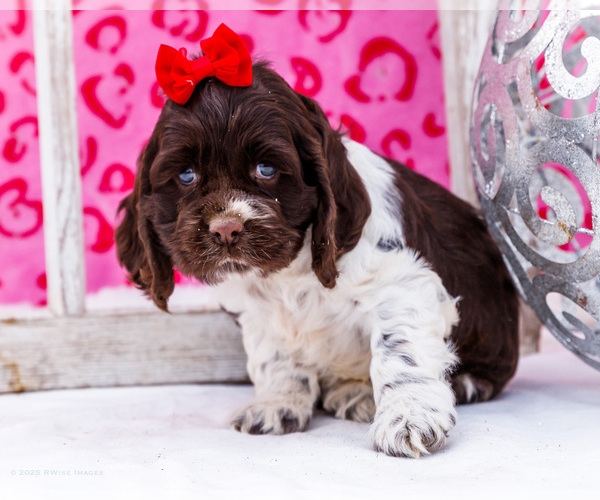 Medium Photo #23 Cocker Spaniel Puppy For Sale in WAKARUSA, IN, USA