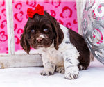 Small Photo #23 Cocker Spaniel Puppy For Sale in WAKARUSA, IN, USA