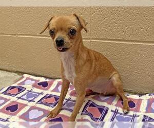 Chihuahua Dogs for adoption in Ojai, CA, USA