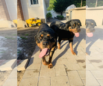 Small Photo #7 Rottweiler Puppy For Sale in FREEPORT, NY, USA