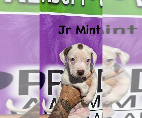 Medium Photo #7 Boxer-Unknown Mix Puppy For Sale in Mooresville, NC, USA