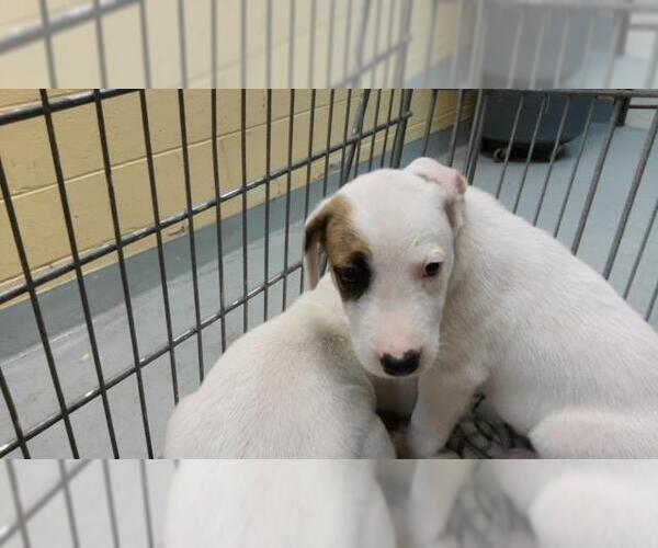 Medium Photo #1 Labrador Retriever-Unknown Mix Puppy For Sale in Tulsa, OK, USA