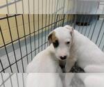 SPROUT - Male Labrador Retriever-Unknown Mix Dog for Adoption - Small photo