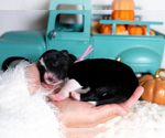 Small #2 Border Collie