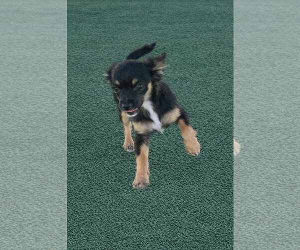 Medium Photo #4 Chihuahua-Unknown Mix Puppy For Sale in La Verne, CA, USA