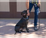 Small #37 Labrador Retriever Mix