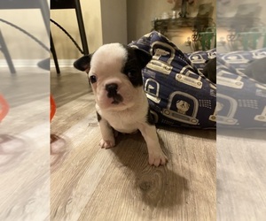 Boston Terrier Puppy for sale in FREDONIA, KS, USA