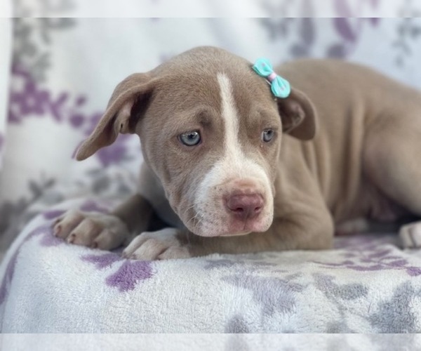 Medium Photo #10 American Bully Puppy For Sale in LAKELAND, FL, USA