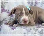 Small Photo #10 American Bully Puppy For Sale in LAKELAND, FL, USA