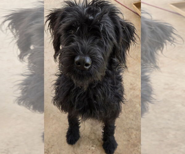 Medium Photo #3 Poodle (Standard)-Unknown Mix Puppy For Sale in San Antonio, TX, USA