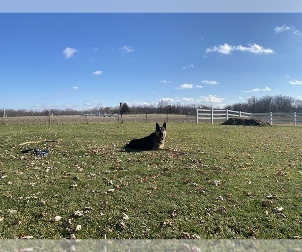 Medium Photo #12 German Shepherd Dog Puppy For Sale in SPRINGFIELD, IL, USA