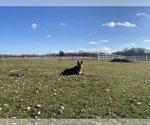 Small #11 German Shepherd Dog
