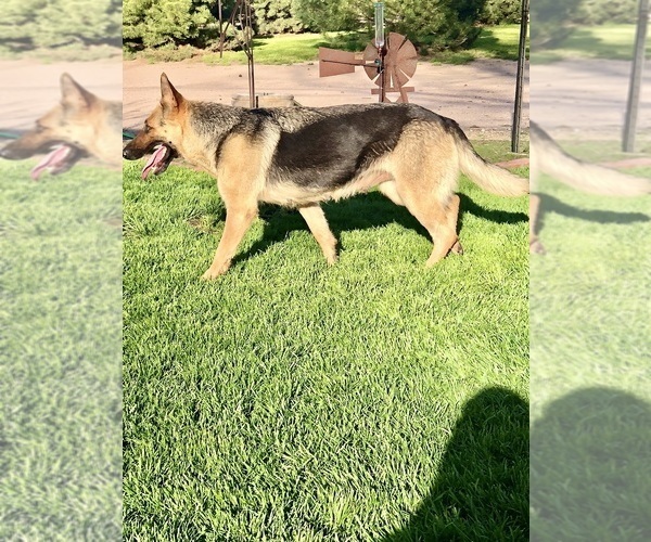 Medium Photo #18 German Shepherd Dog Puppy For Sale in BRIGHTON, CO, USA