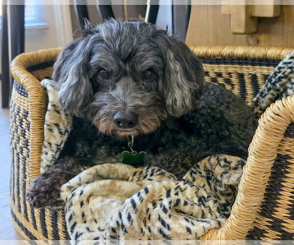 Medium Photo #4 Lhasa Apso-Unknown Mix Puppy For Sale in Corona, CA, USA