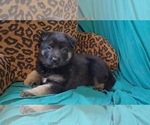 Small Photo #2 Malinois Puppy For Sale in ORCHARDS, WA, USA