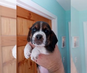 Basset Hound Puppy for sale in PETERSBURG, IN, USA