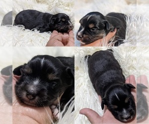 Miniature Australian Shepherd Puppy for sale in BROOKER, FL, USA