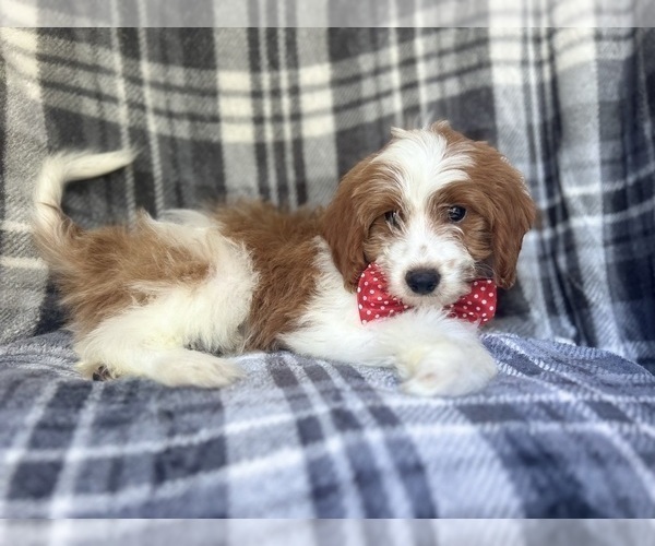 Medium Photo #5 Cavapoo Puppy For Sale in LAKELAND, FL, USA