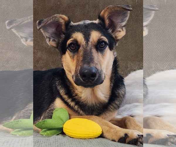 Medium Photo #3 German Shepherd Dog-Unknown Mix Puppy For Sale in Cuba, NY, USA