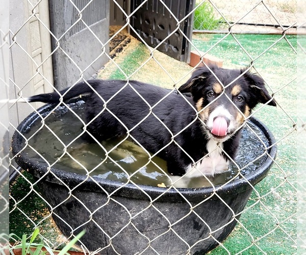 Medium Photo #4 Border Collie Puppy For Sale in ELMENDORF, TX, USA