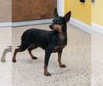 Small #2 Mutt