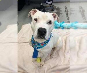 Mutt Dogs for adoption in Stockton, CA, USA