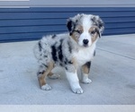 Small #5 Australian Shepherd