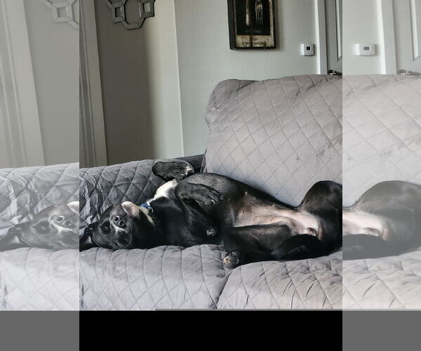 Medium Photo #1 Mutt Puppy For Sale in Denton, TX, USA