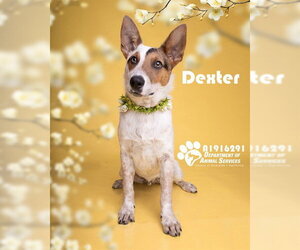 Mutt Dogs for adoption in Riverside, CA, USA