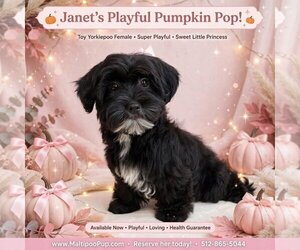Maltipoo (Miniature) Puppy for sale in TAYLOR, TX, USA