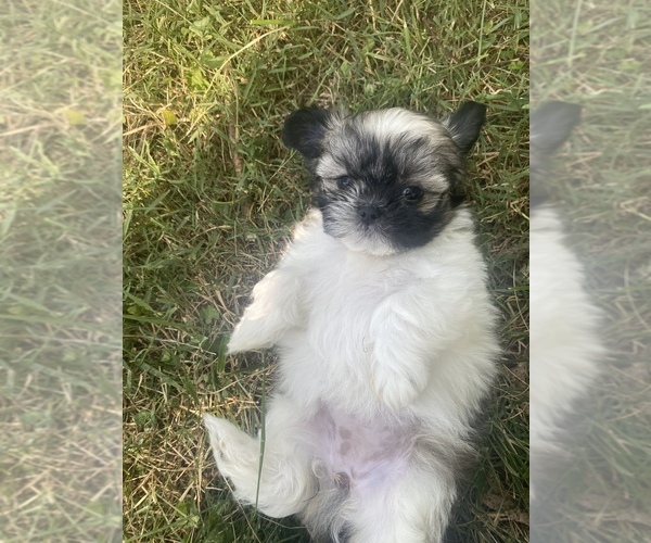 Medium Photo #1 Shih Tzu Puppy For Sale in NASHVILLE, TN, USA