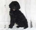 Small Photo #2 Goldendoodle Puppy For Sale in FREDERICKSBURG, OH, USA