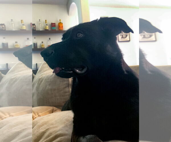 Medium Photo #7 Labrador Retriever-Unknown Mix Puppy For Sale in McKinney, TX, USA