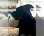 Small #6 Labrador Retriever Mix